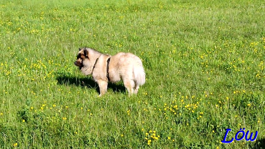 30.4.2024 - Wiesenstreuner